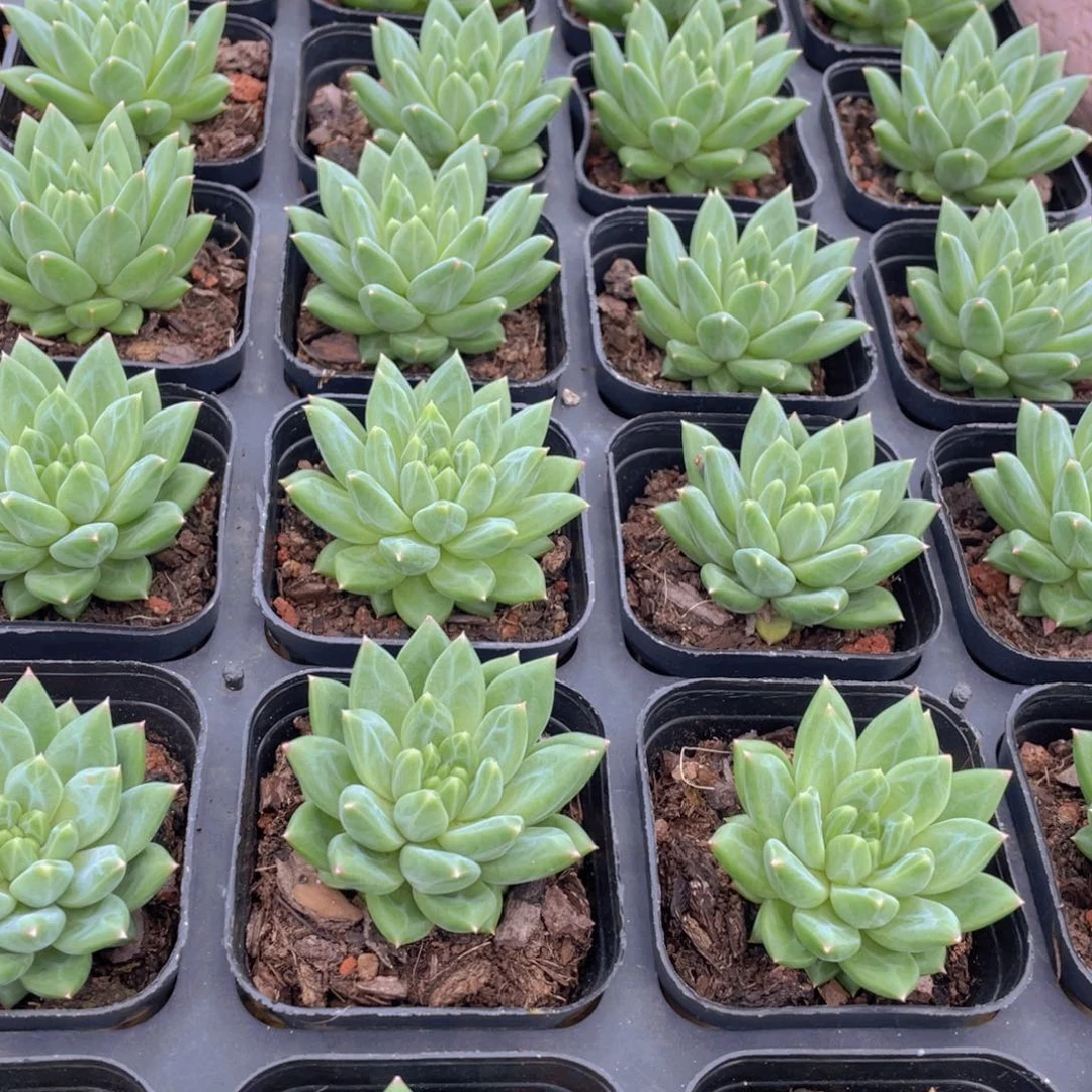 844号 甲骨文单头一个