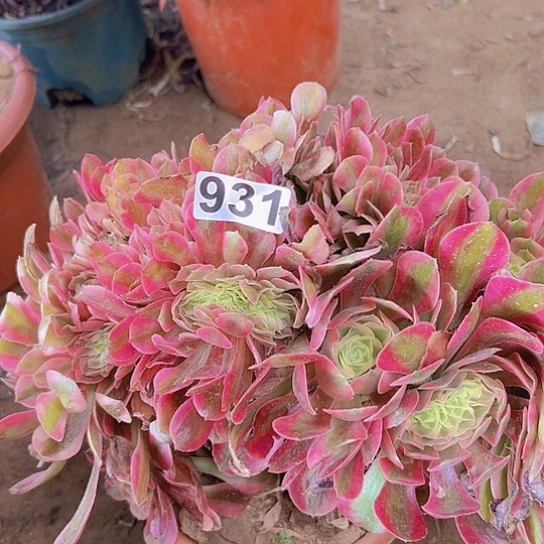 清***水多肉植物一个