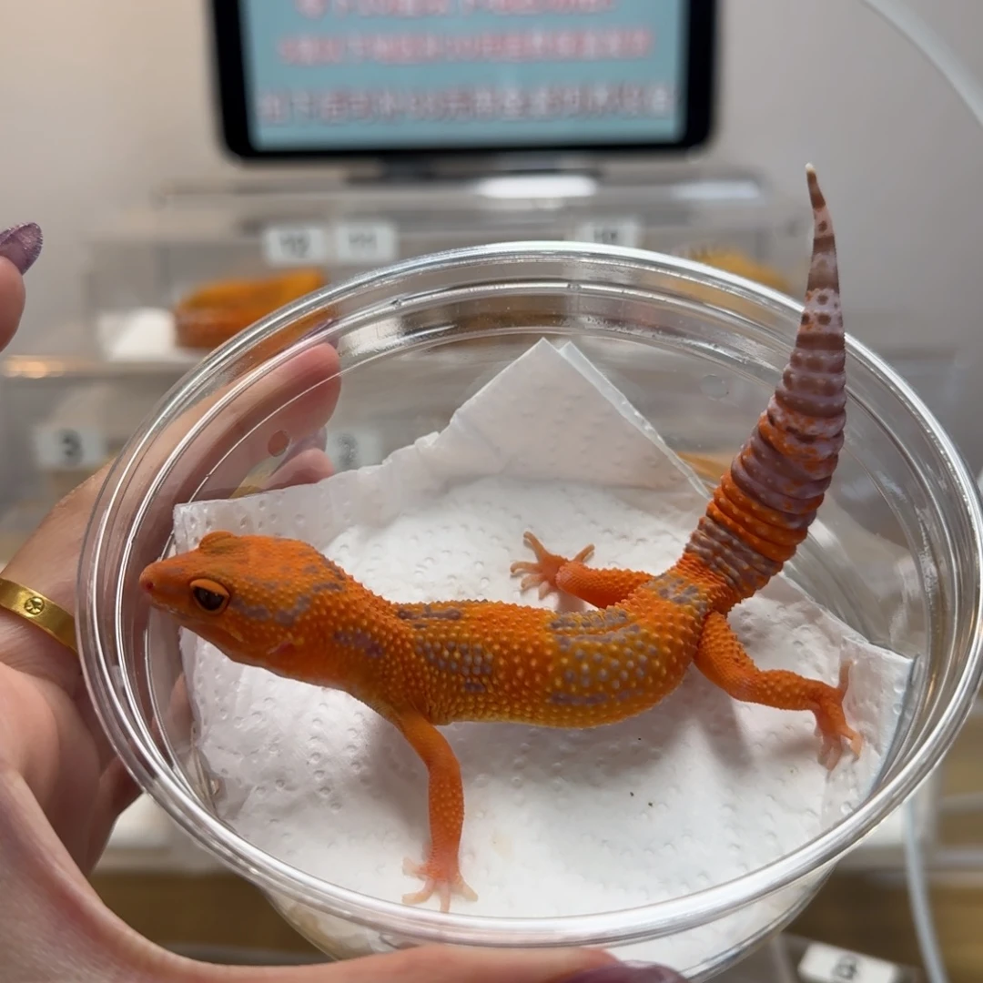 豹纹守宫烈酒妹妹