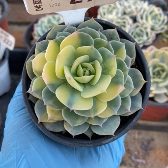 272一一一一一一一一一