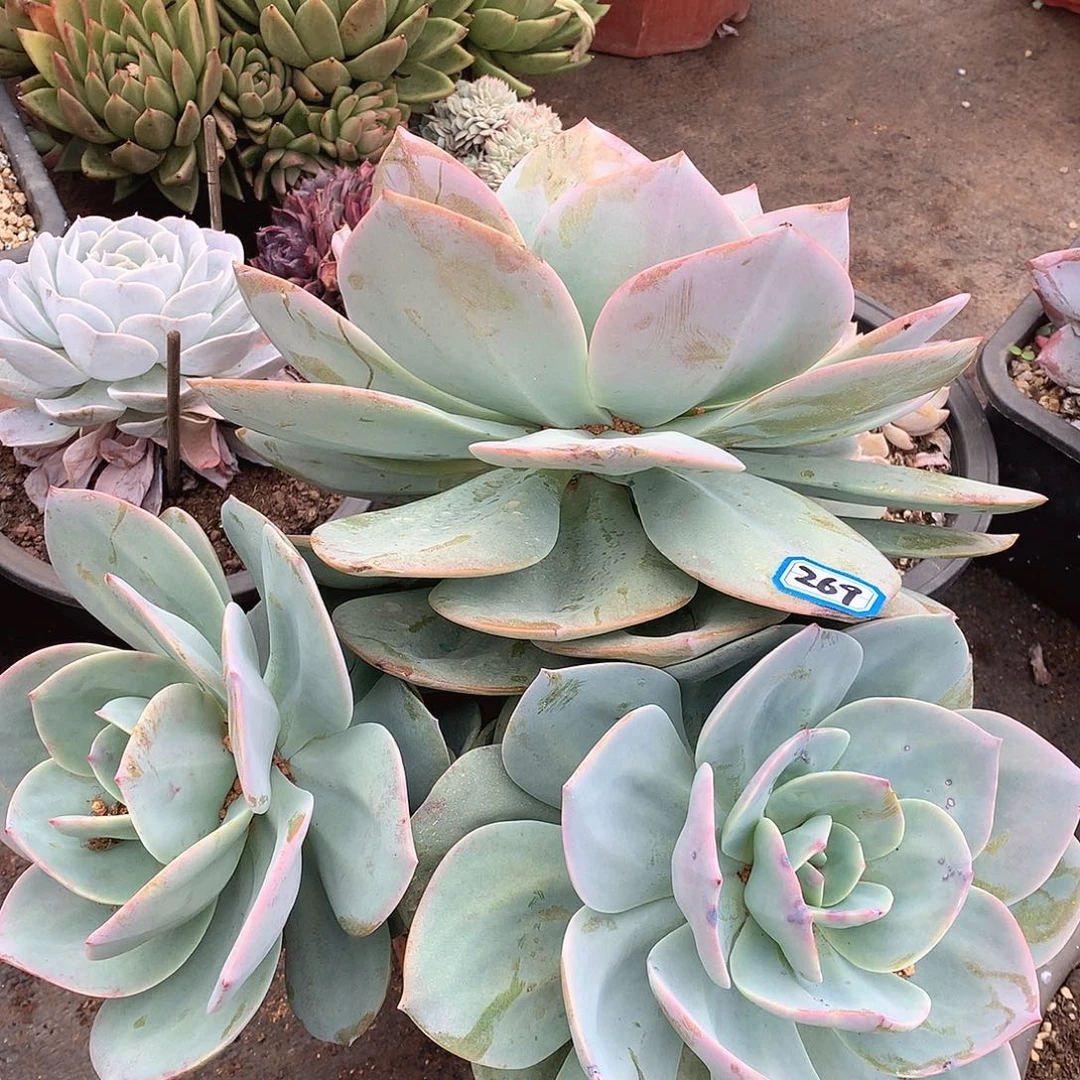 269凤一物一拍多肉