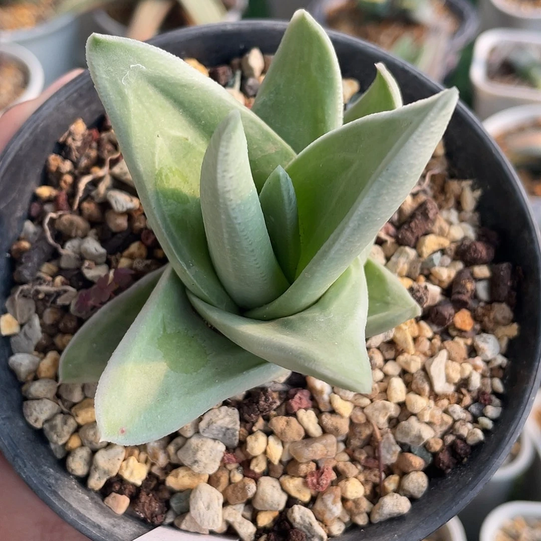 007脱土发货111111