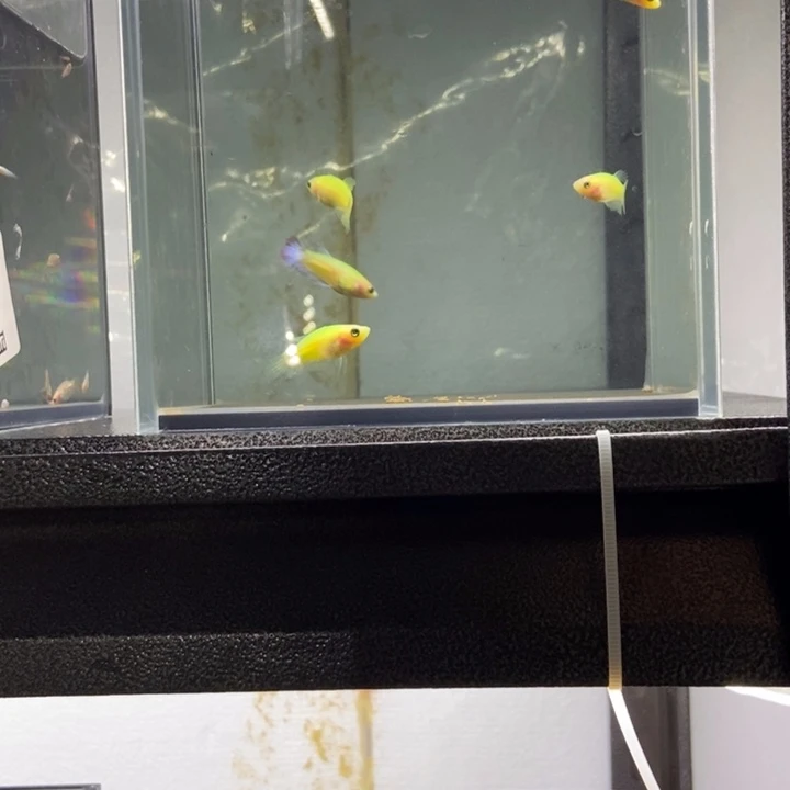 斗鱼包活不包损所见即所得179