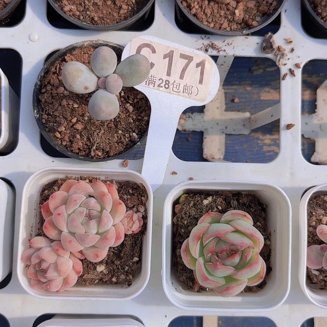 ༄****C171Mike奶一物一拍