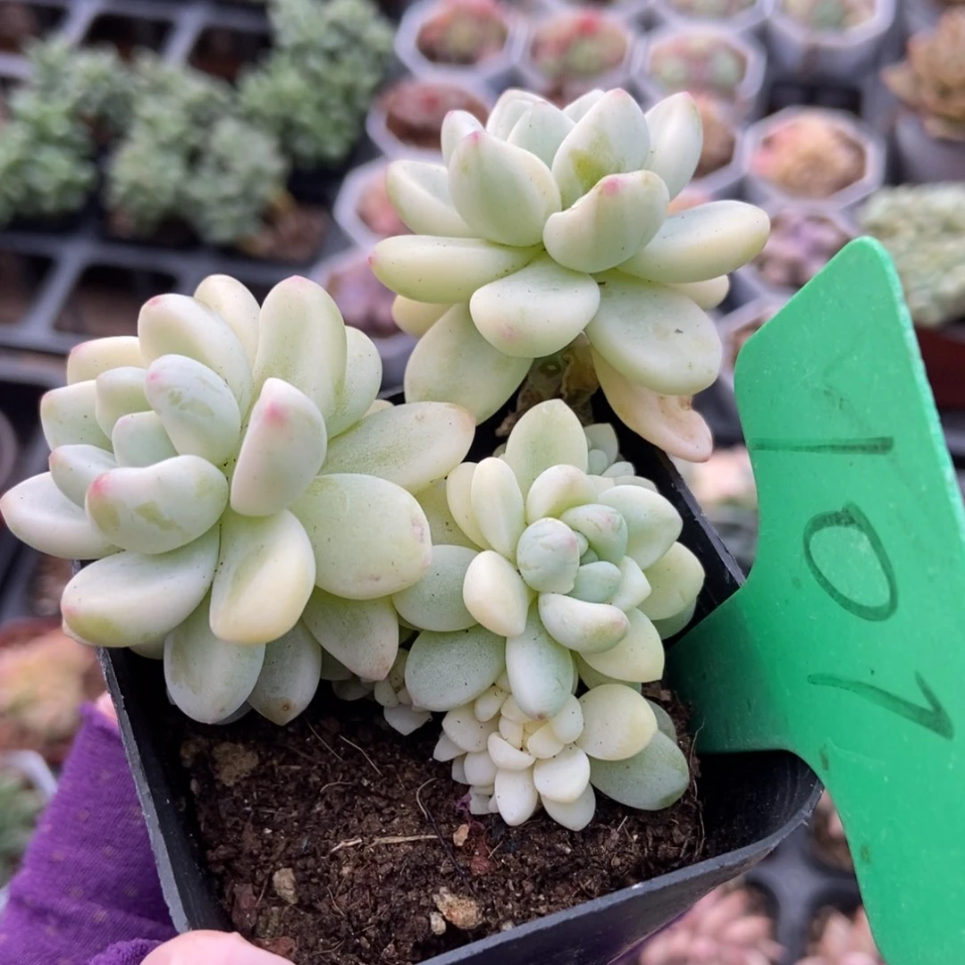 101劳尔锦多肉植物保护