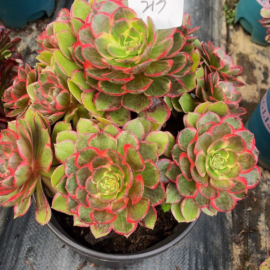 多肉法师213号粉花妖发货不包损