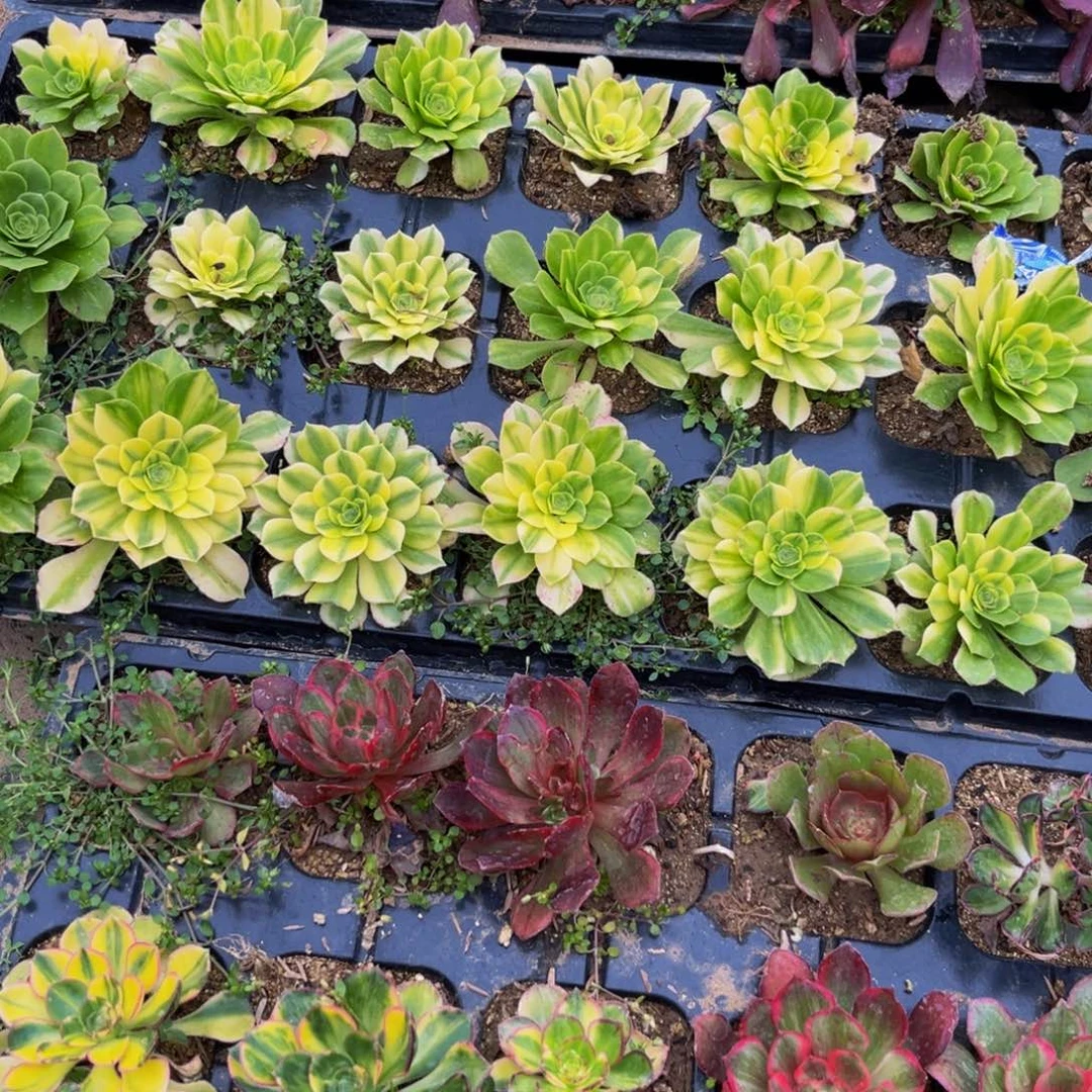 小苗多肉植物捧花的11