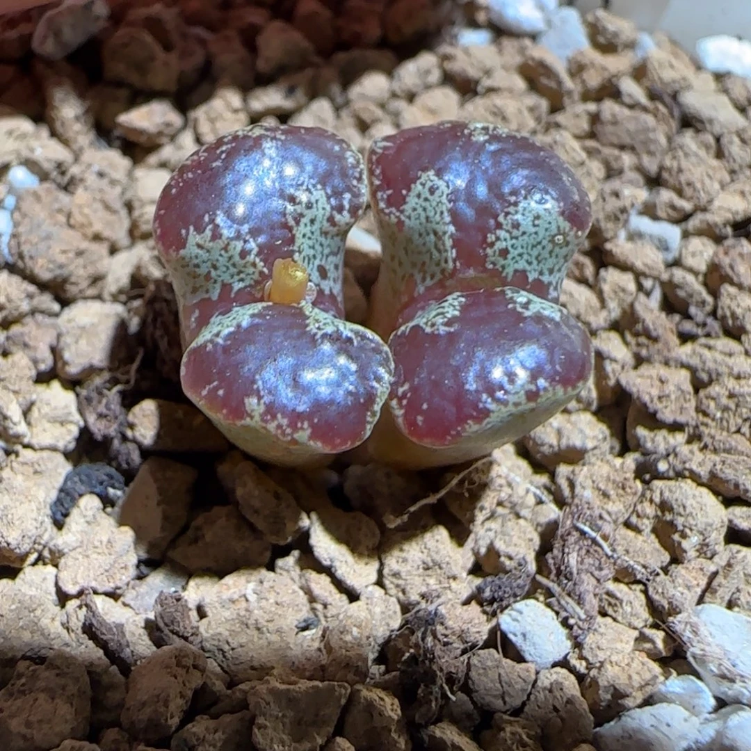 肉锥多肉植物组合-蝴蝶70