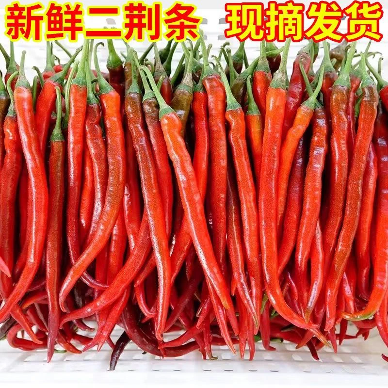 咗酱爷四川新鲜红二荆条辣椒1/3/5斤