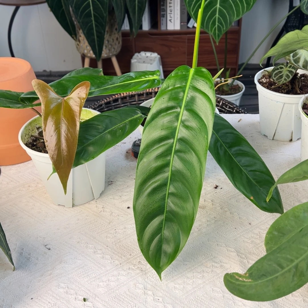 完全开放原桩进口小羊皮+原种Pp