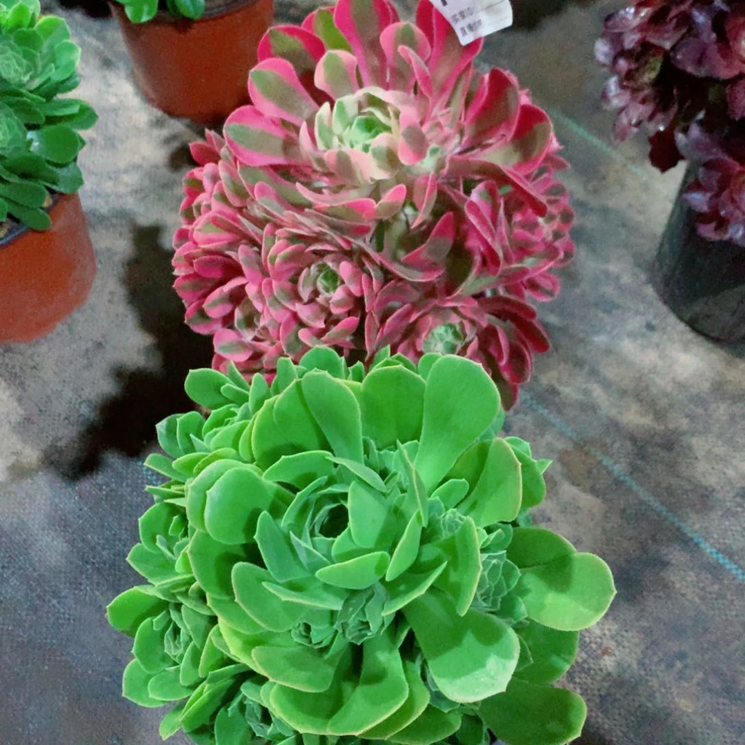 粉女巫781➕绿玫瑰