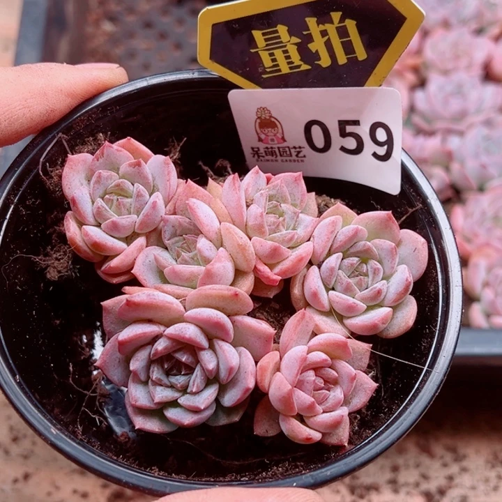 多肉植物多肉植物