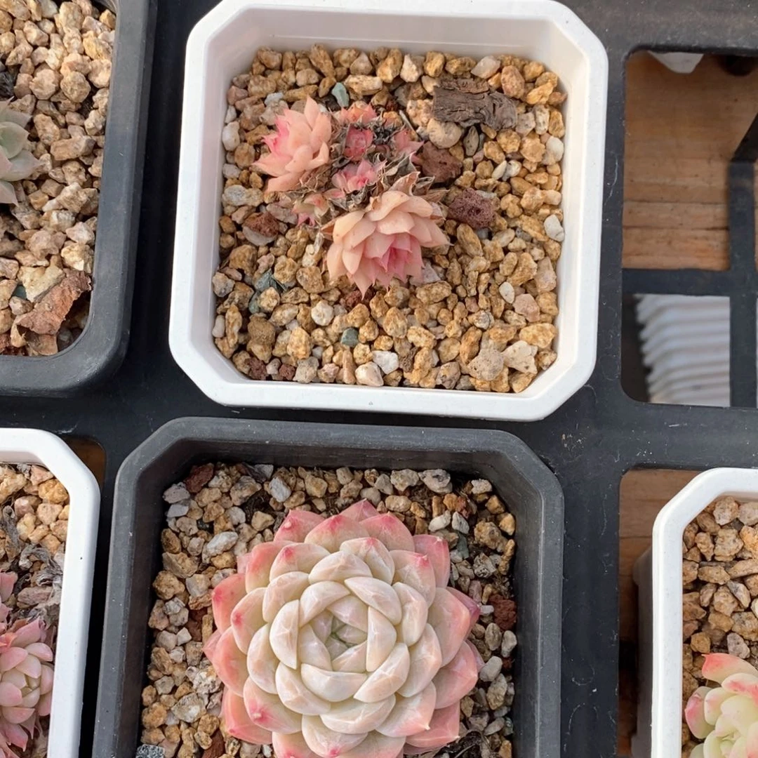 精品多肉一物一拍26