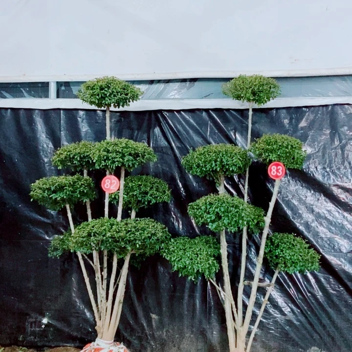 一物一拍一物一拍