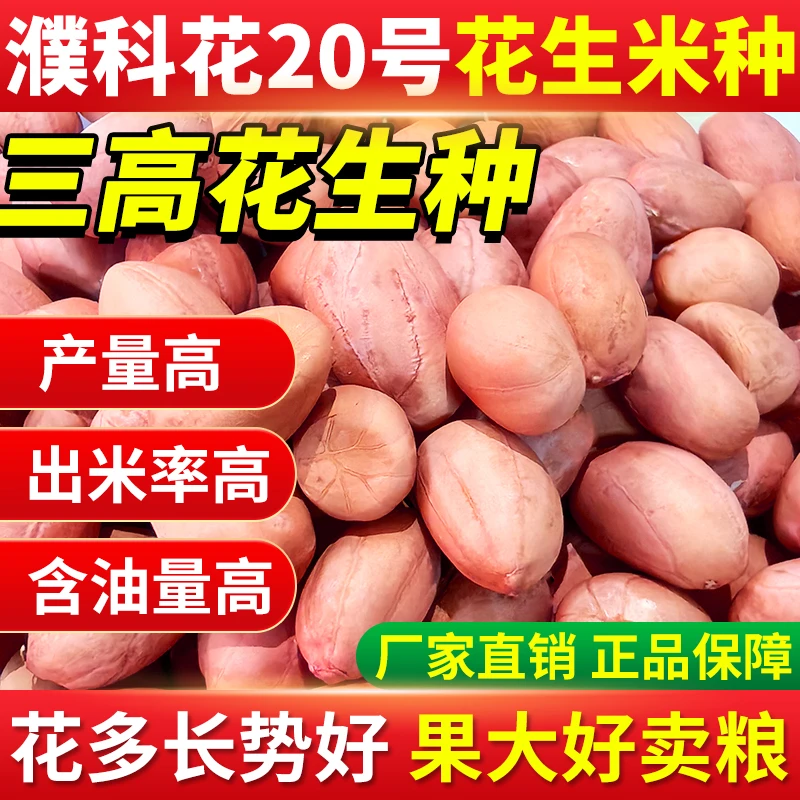 【不带壳】濮科花20号高产花生种5KG 原种抗青枯不死秧 皮薄产量高