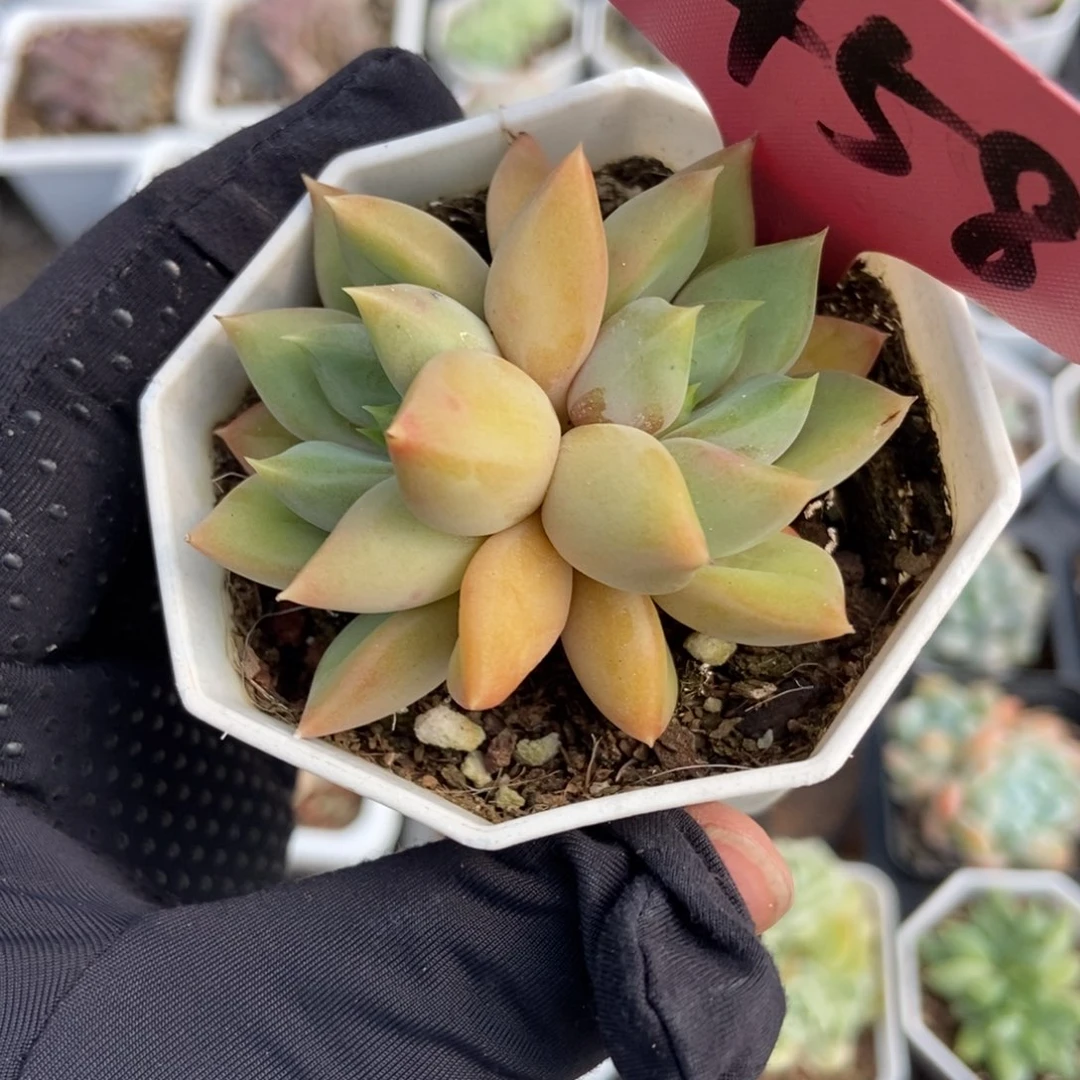 1458象牙多肉植物保护