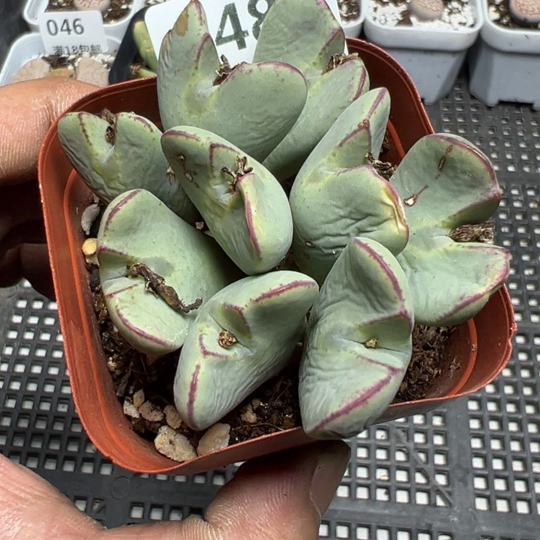 【闪购商品】 048。    瑕疵