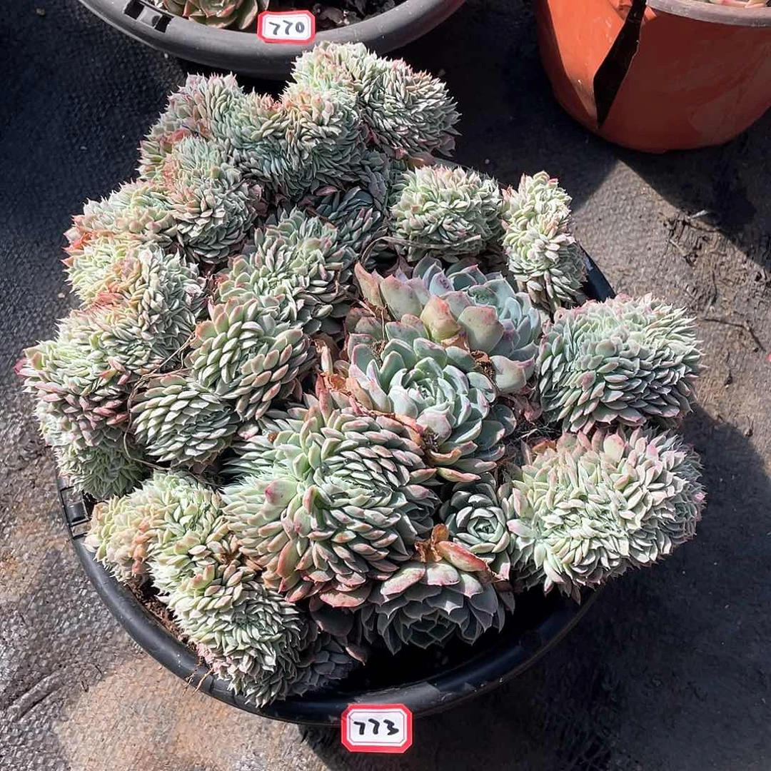 773香妃月影 一物一拍多肉