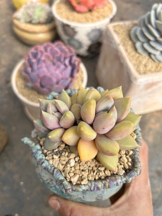 红象牙  多肉植物 （头数随机）（脱土发货）