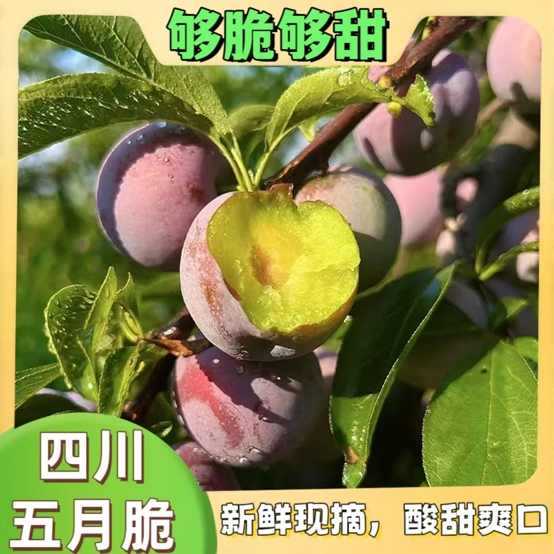 【四川五月脆李子】正宗五月脆凤凰李新鲜水果现采现摘脆甜可口
