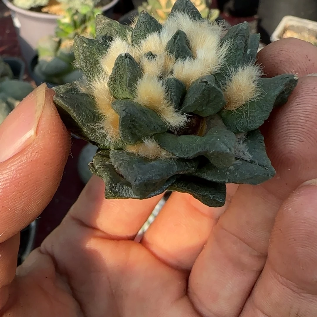 无花朵自根精品龙角224
