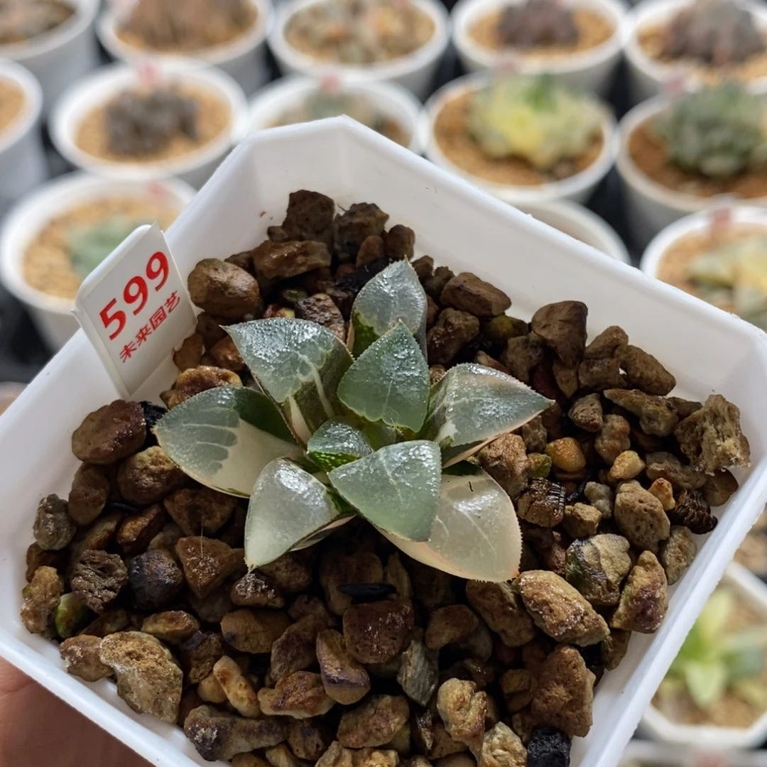 599木叶克锦一物一图