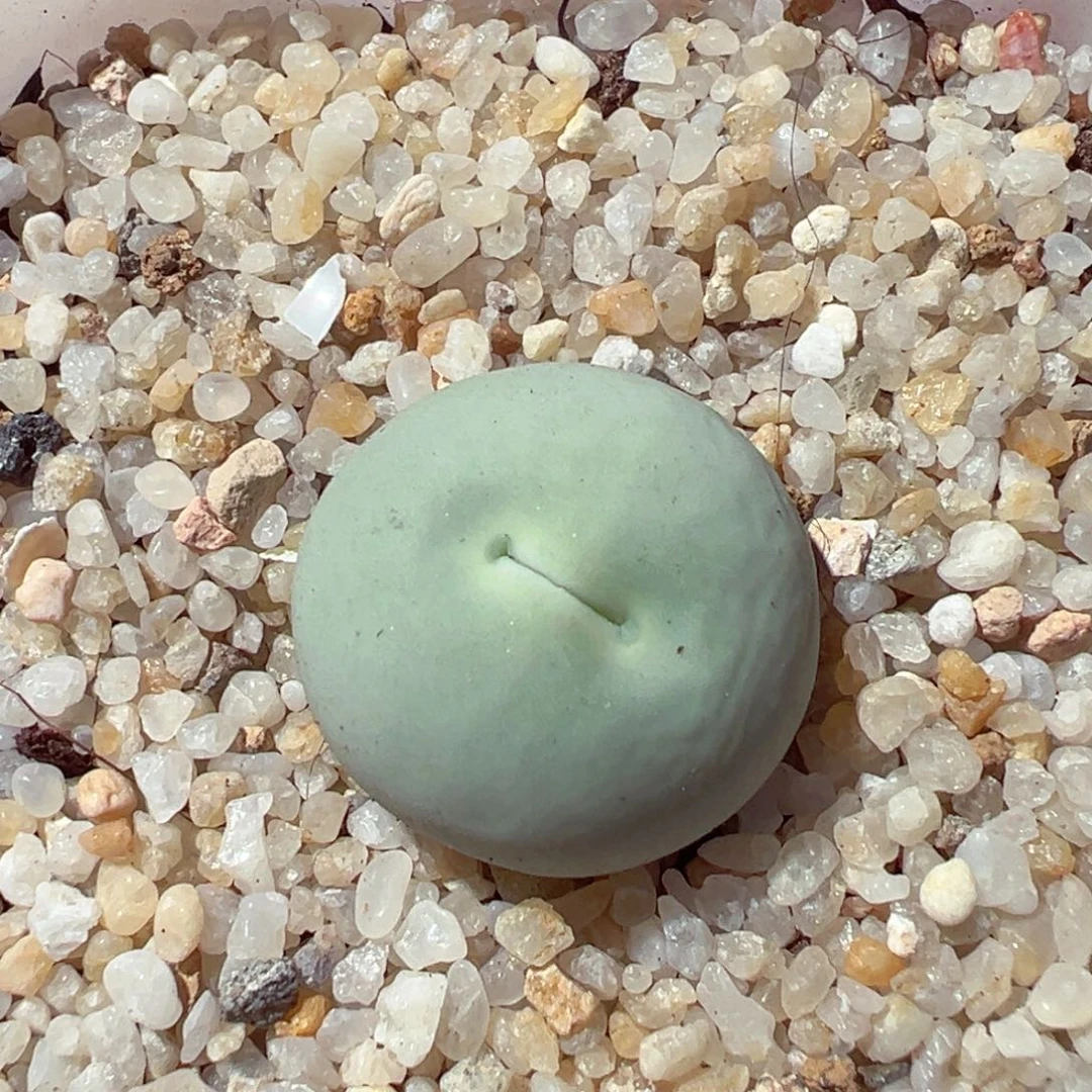 1126-478鸽子蛋单头