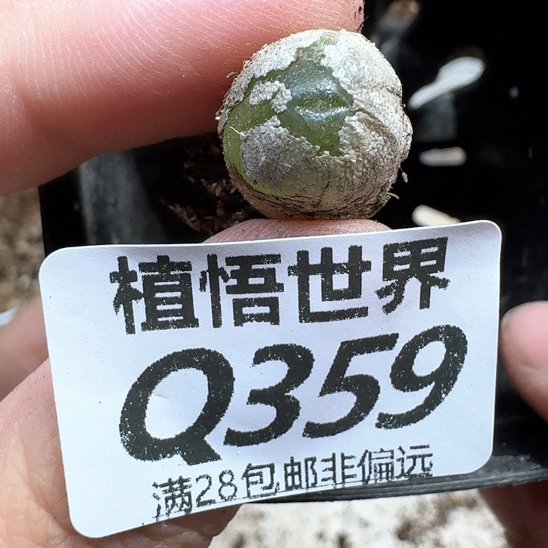 多肉植物的润泽需