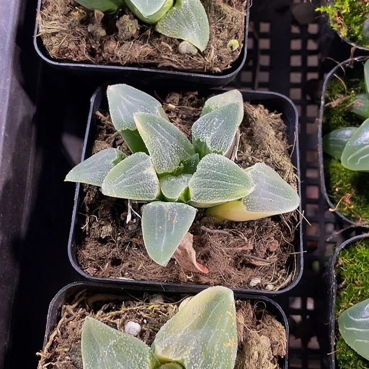 磨面寿带盆土发货