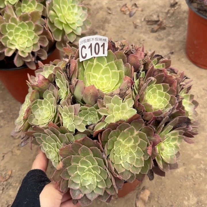 万花筒……多肉植物……