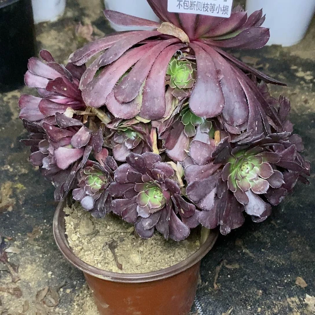 457黑萝莉杆子干疤