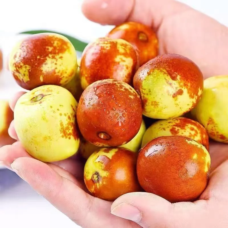 【大降价】山东沾化冰糖冬枣新鲜当季脆甜多汁自然成熟应季水果