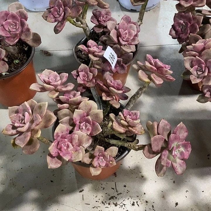 葉***…997鹅肝多肉植物2颗