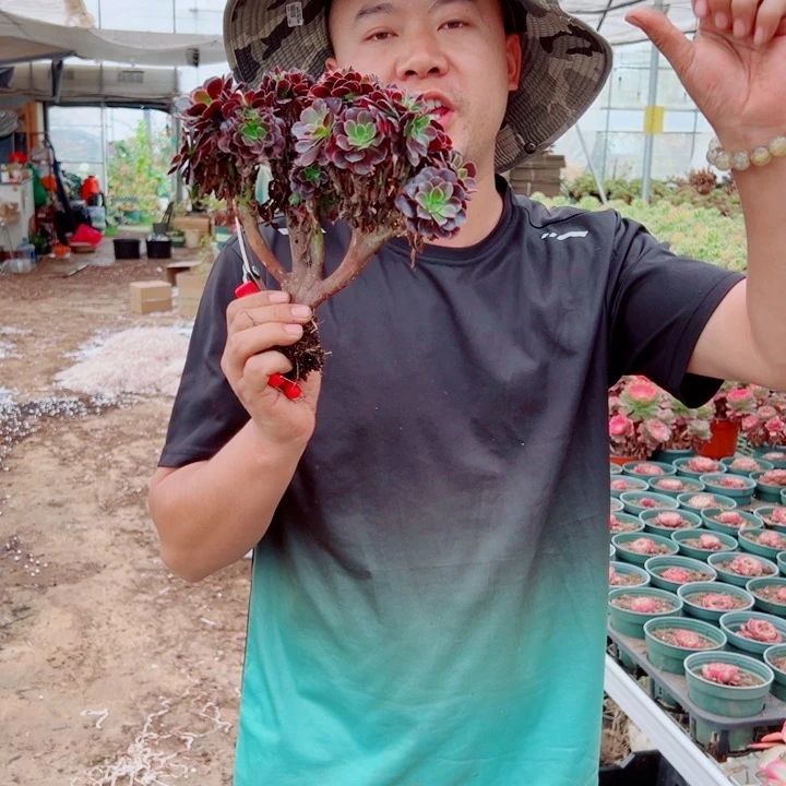 欧价丽醉话多肉法师