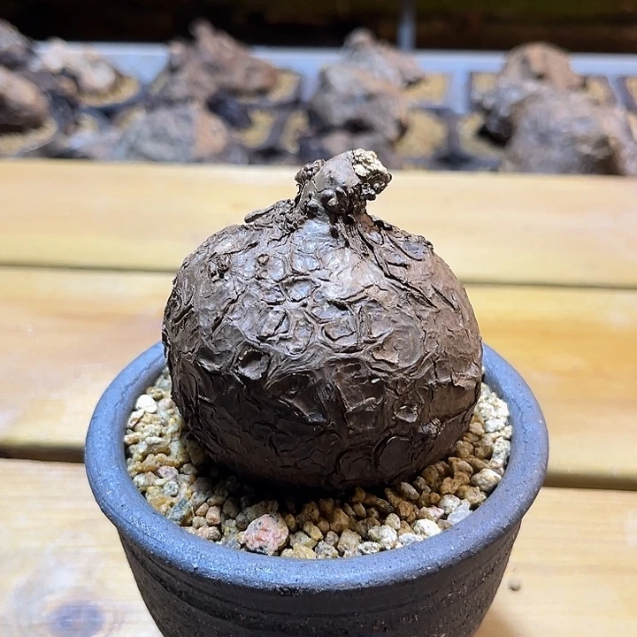 汤圆植物B一叶龟哈