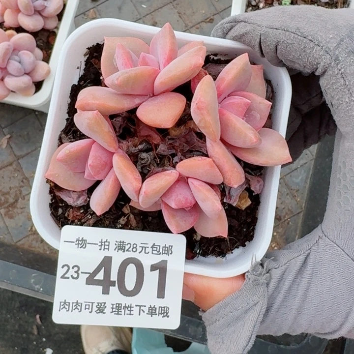 彩虹糖多肉无盆土发货无盆土