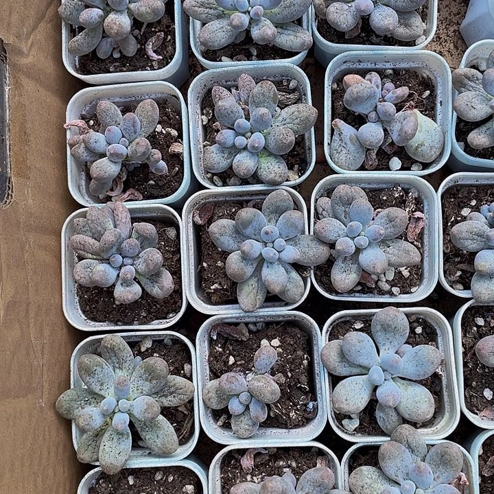 5.5方汤圆带盆土发货处理