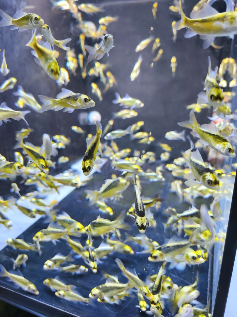 德系玛雅蝴蝶鲤冷水鱼好养耐活观赏鱼苗