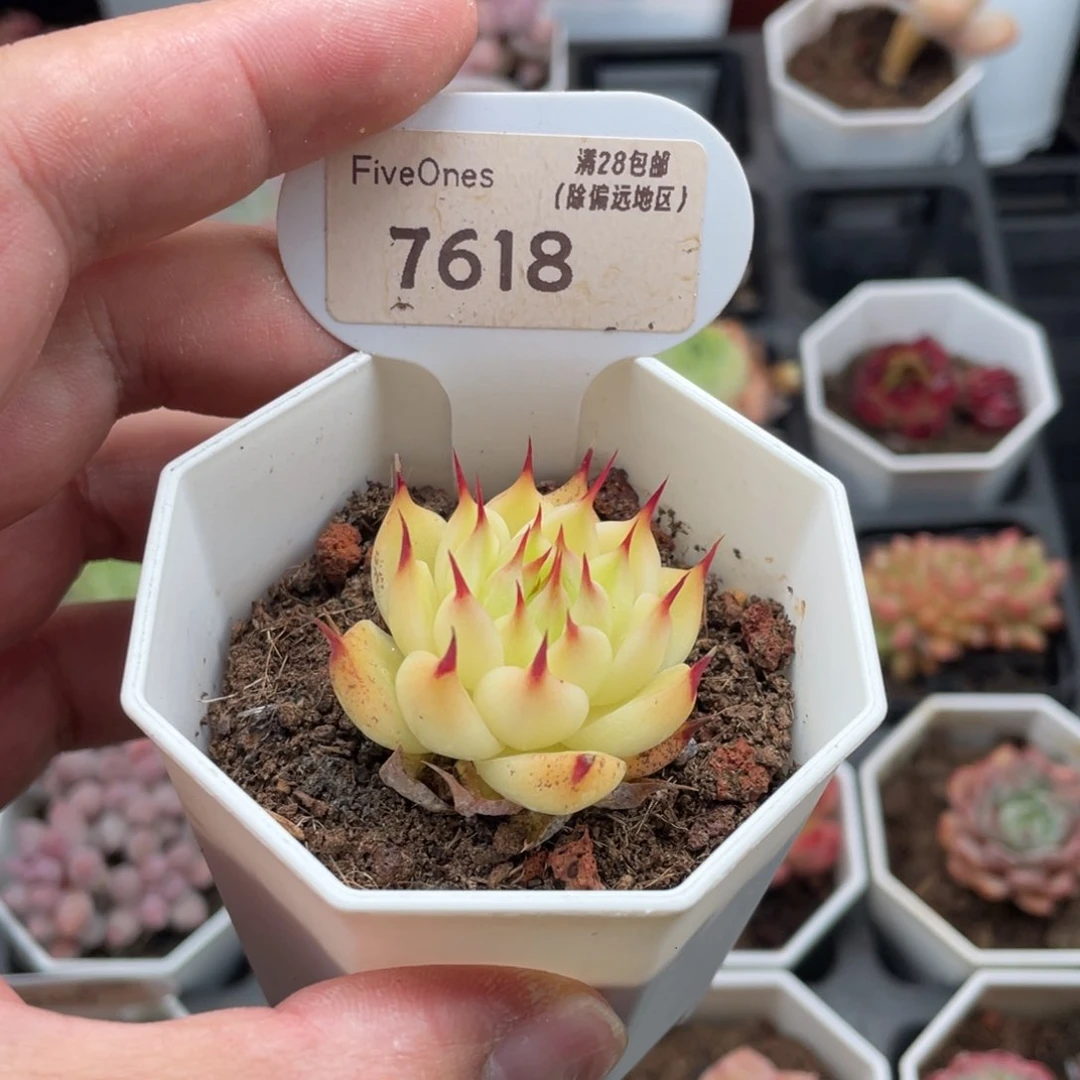 托斯卡内利7618-4厘米