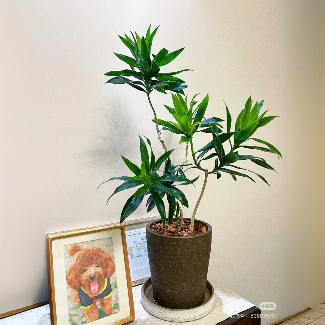 [源头直发]金心百合竹盆栽爱马仕金边百合竹室内客厅办公室绿植