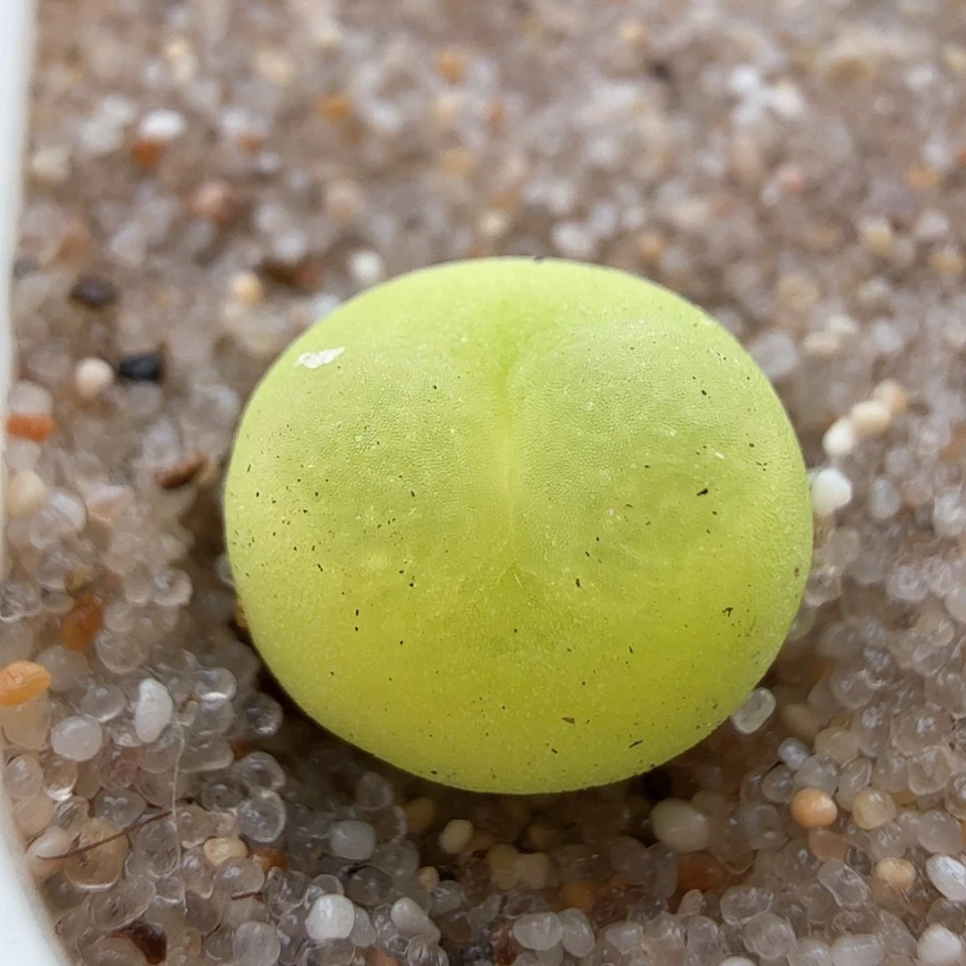 2.17.38/李荣浩0.8厘米新头紫皮拉登多肉