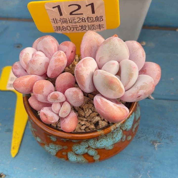 大121；zvcvcvvbbbb