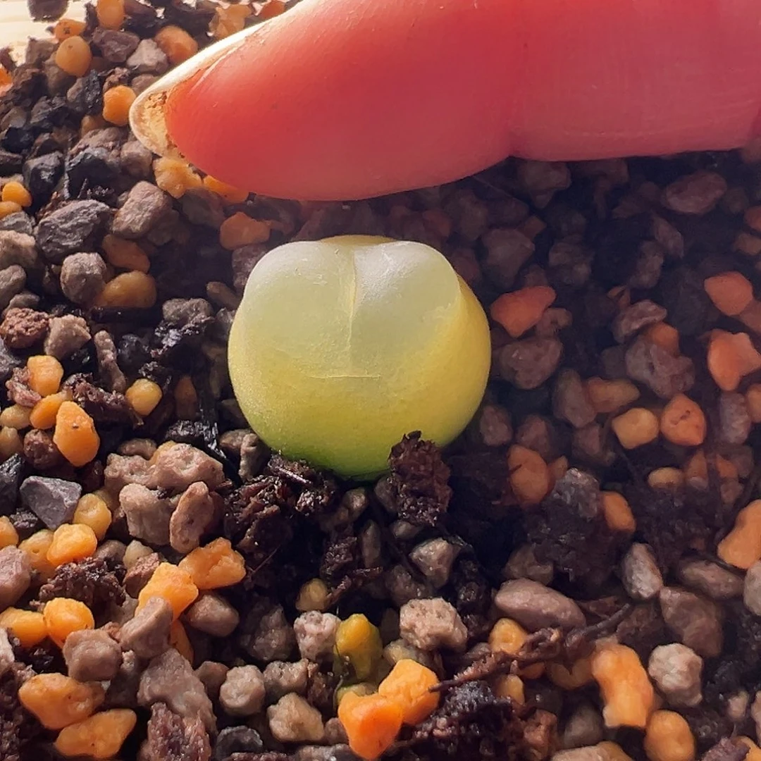 80号拉登11.17多肉