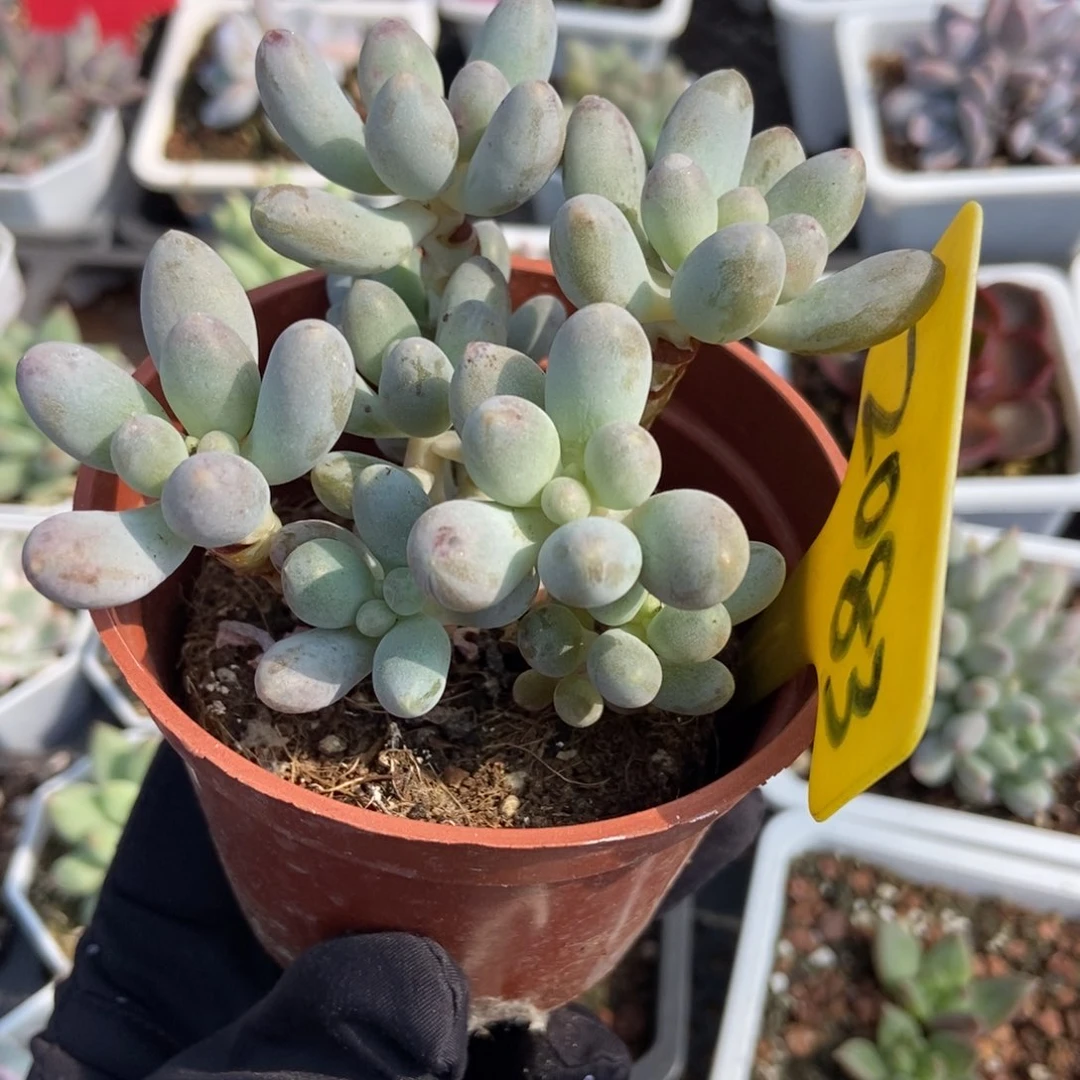 2083奶尖多肉植物保护