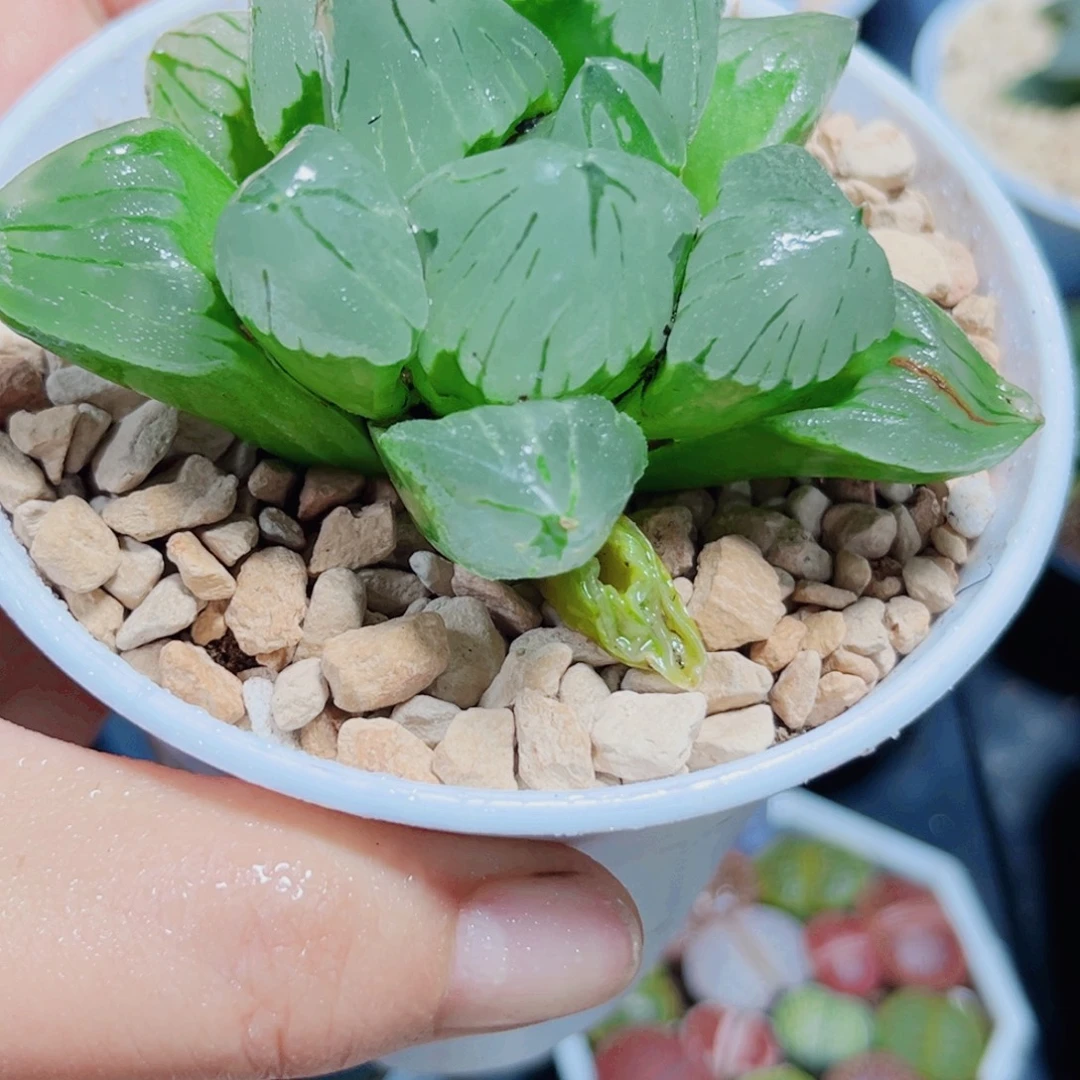 冰城寿多肉植物6666