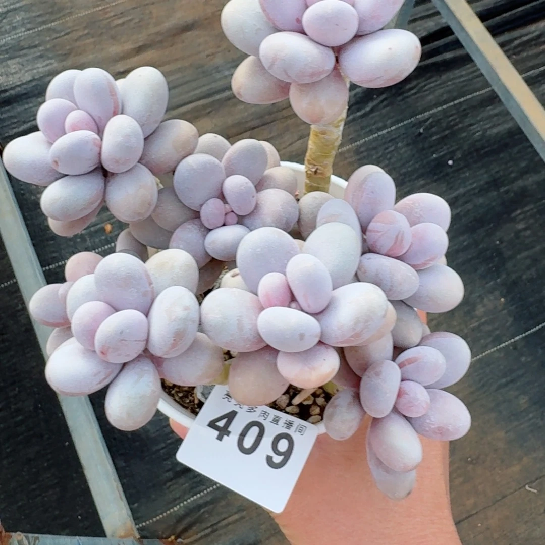 橙雪球      愿你一路坦途，乘风破浪展宏图