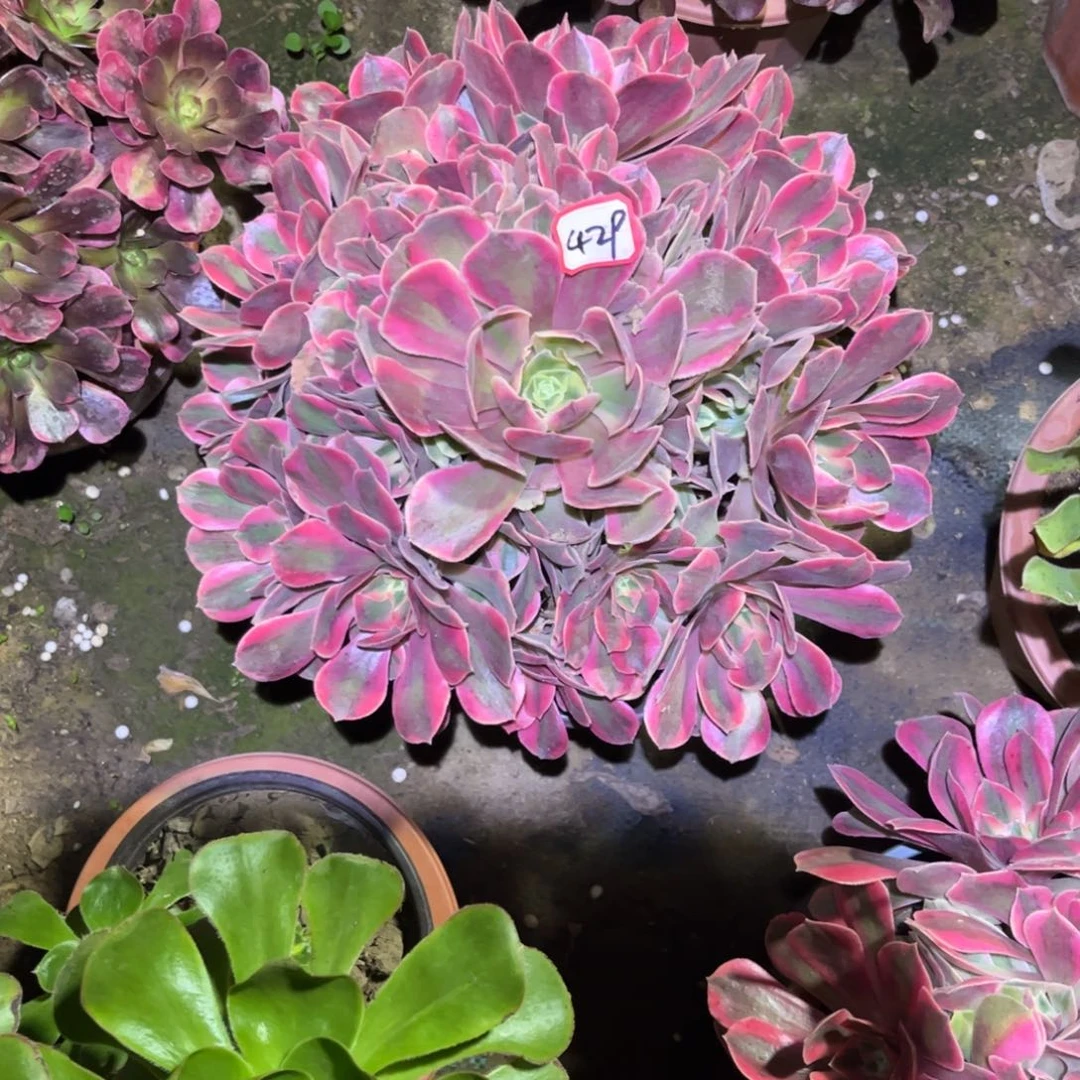 429多肉植物女妖法师