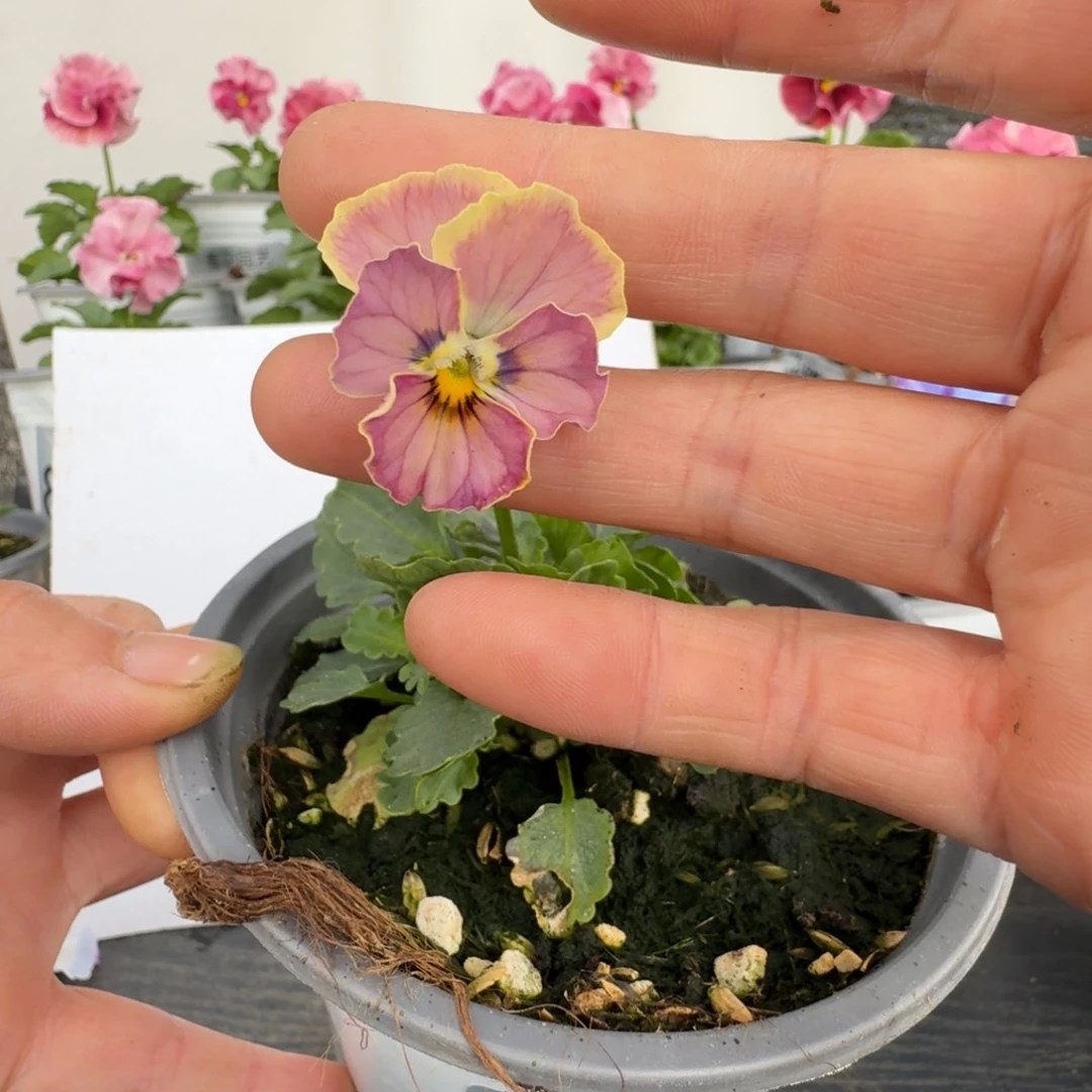 无花朵560号角堇