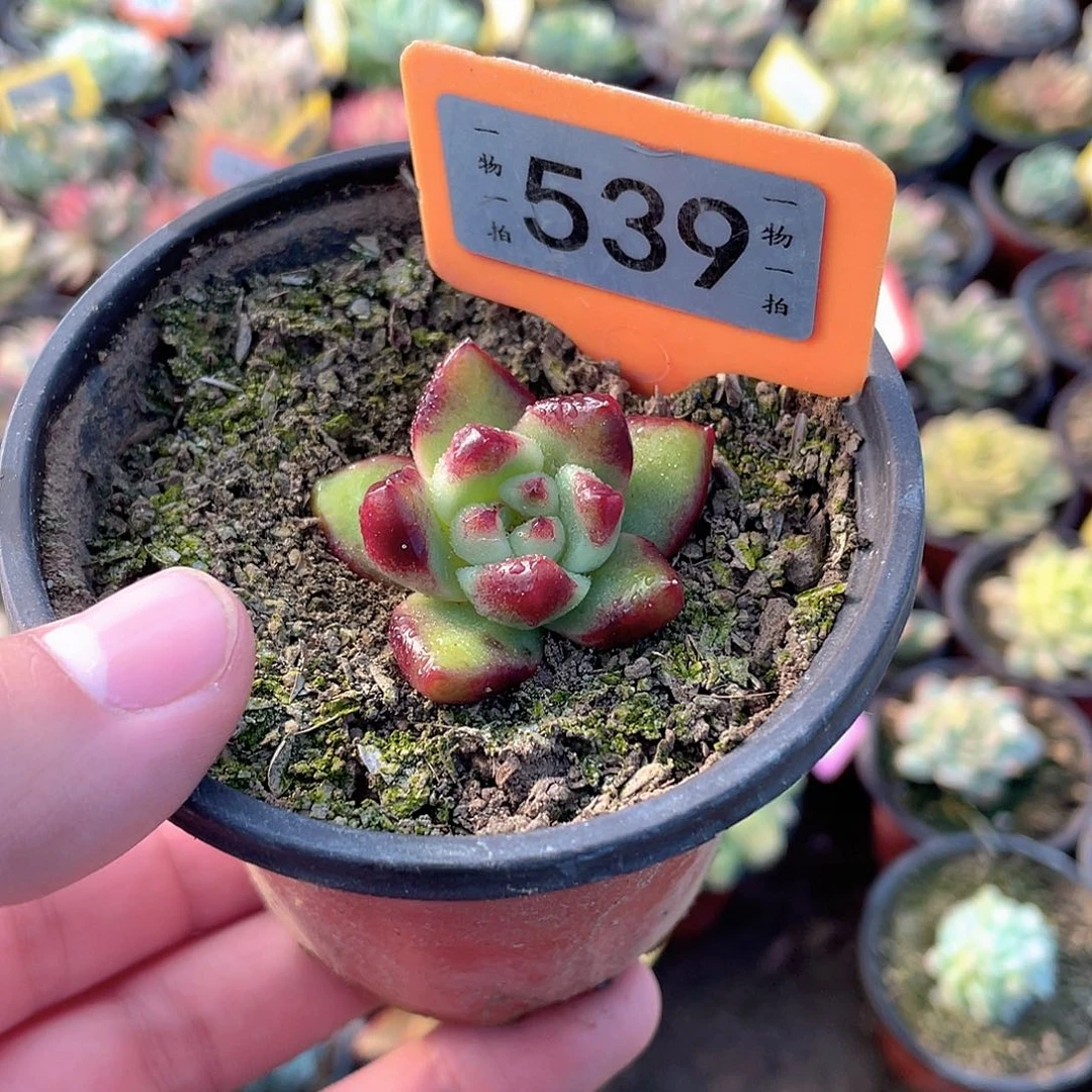 索来米奥太阳宝石539号