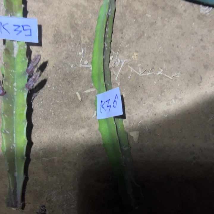 u***9K36鼠尾零件XE侧芽